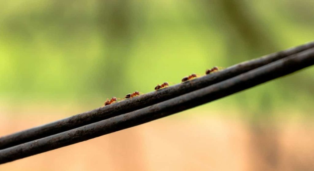 article cohesion equipe